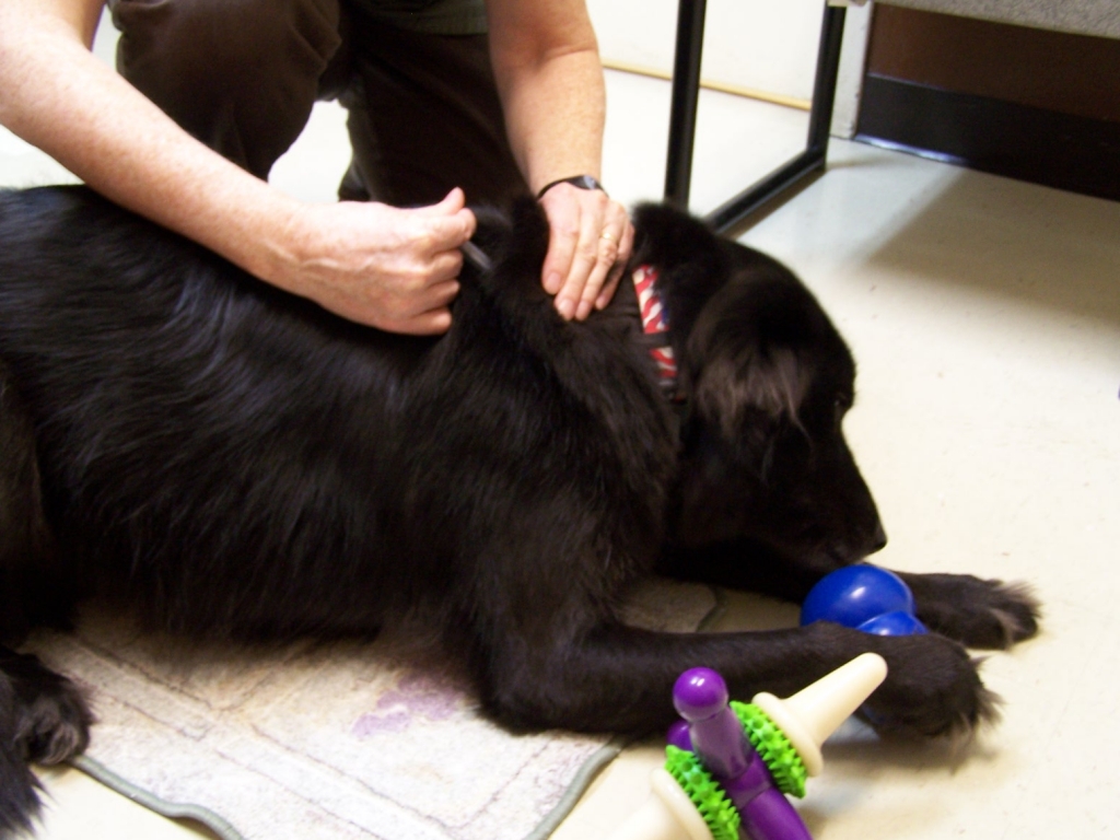 Lincoln Land Animal Clinic, Ltd, Jacksonville, IL. Dr.Colleen Koch