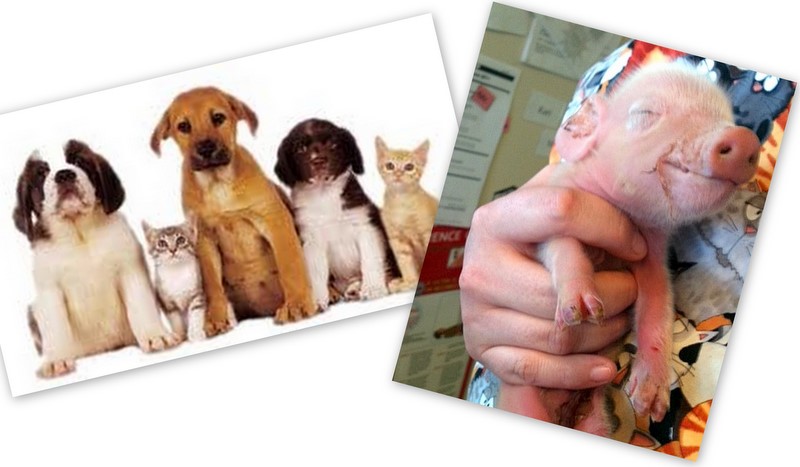 Lincoln Land Animal Clinic, LTD Jacksonville, IL 217-245-9508, a full service veterinary clinic treating all animals from pigs to puppies