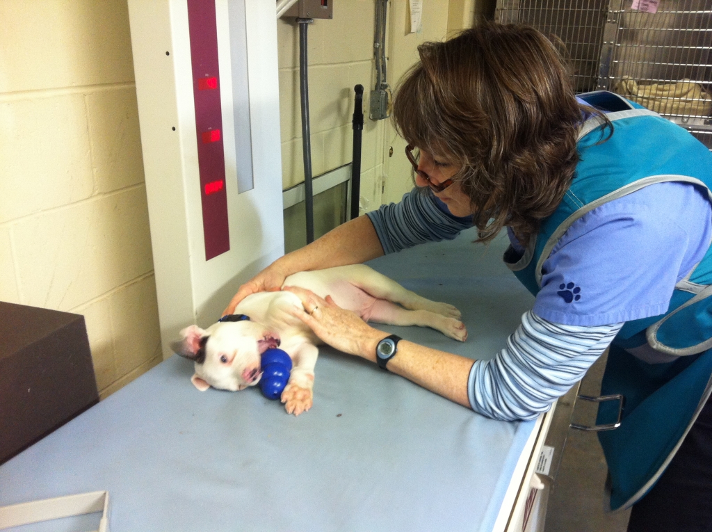 Dr. Colleen prepares a pup for radiographs using a kong food puzzle during low stress restraint.  Lincoln Land Animal Clinic, ltd. 217-245-9508