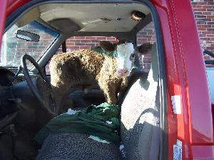Calf in Truck Cab