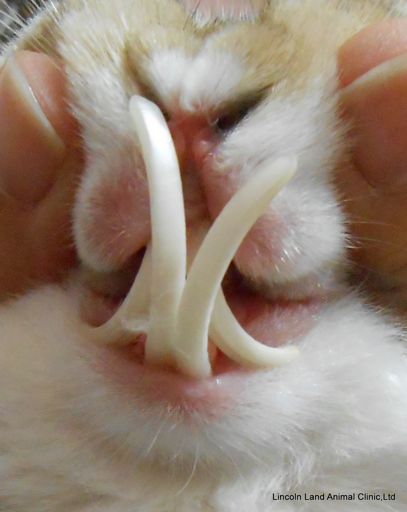 Over grown incisors before dental procedure on a rabbit.  Lincoln Land Animal Clinic, Ltd, 217-245-9508, Jacksonville, IL. We care for Small and Large Animals.