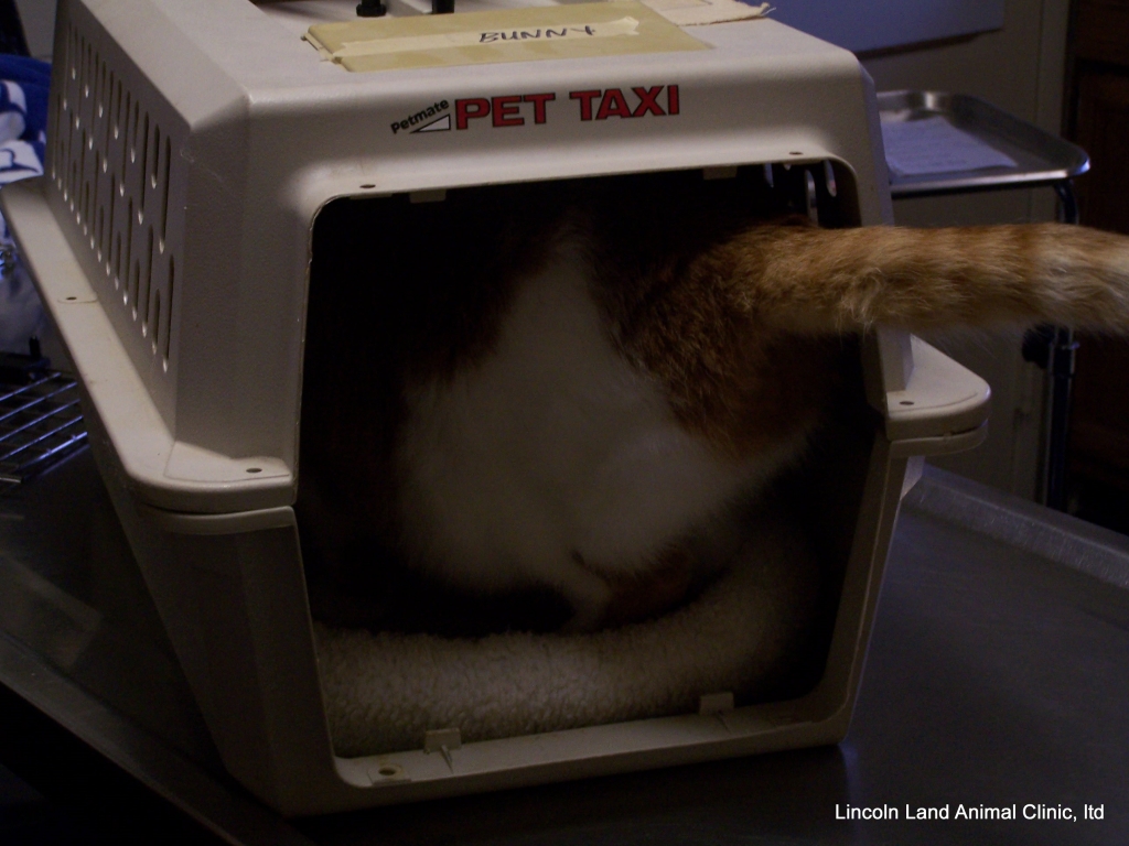 Training your cat to love their carrier.  The door is removed so the cat does not bump it going in and out.  Lincoln Land Animal Clinic, Ltd. 217-245-9508 Jacksonville, IL 62650