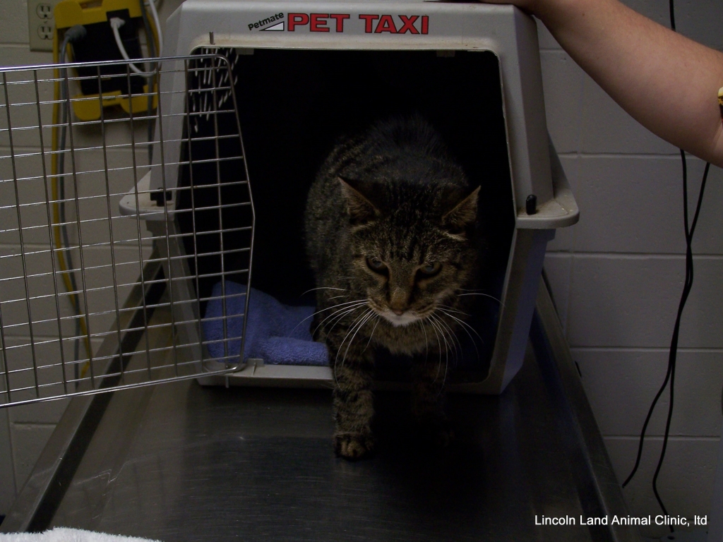 Training your cat to love their carrier.  The door is removed so the cat does not bump it going in and out.  Lincoln Land Animal Clinic, Ltd. 217-245-9508 Jacksonville, IL 62650