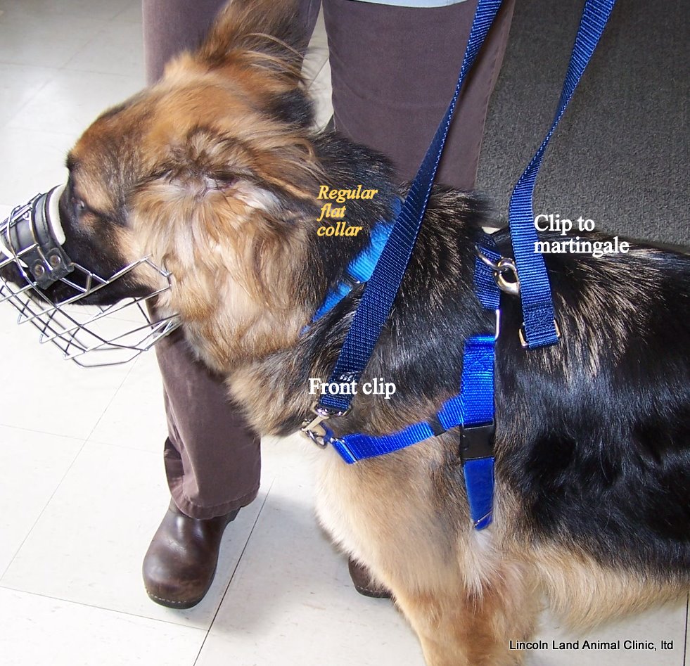 New Freedom Harness great way to walk dogs at Lincoln Land Animal Clinic, Ltd, 217-245-9508 Jacksonville, IL 62650