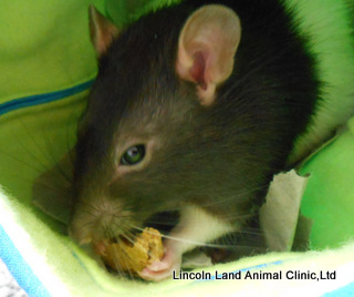 A rat visits Lincoln Land Animal Clinic, Ltd for a routine check up.  Jacksonville, IL, 62650. 217-245-9508
