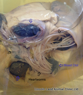 Heart with heartworms at Lincoln Land Animal Clinic, ltd. Jacksonville, IL 62650