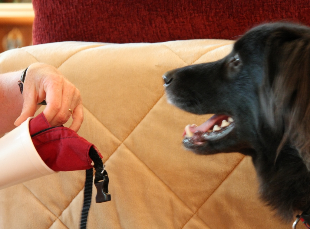 Dog Training, Muzzles, Dr Colleen Koch, Lincoln Land Animal Clinic, Ltd, Jacksonville, IL