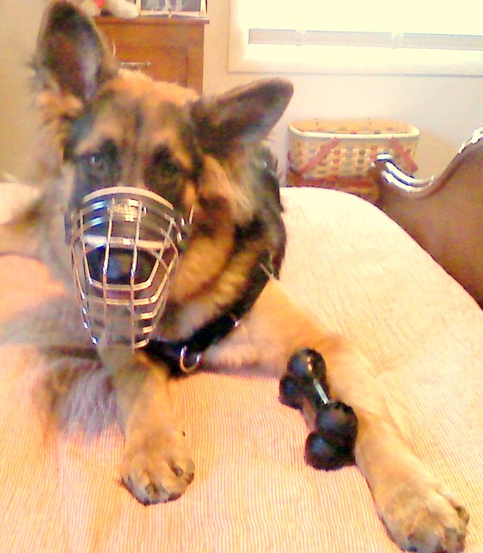 Dog with treat basket