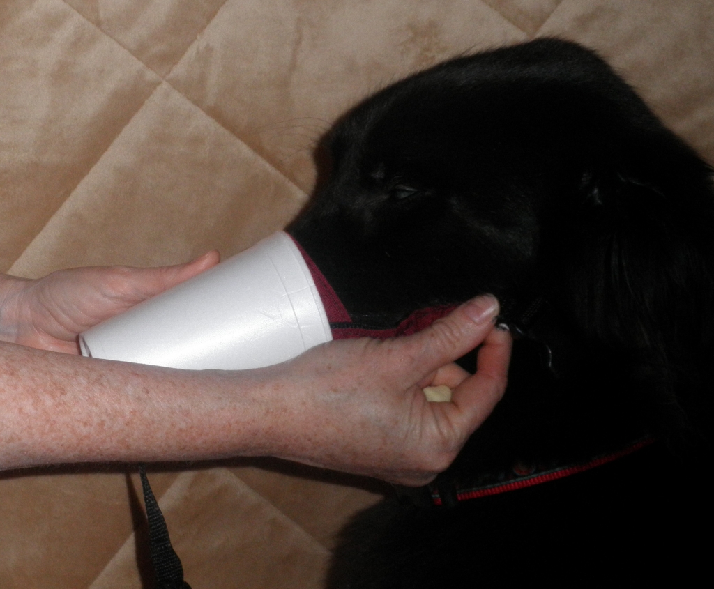 Dog Training, Muzzles, Dr Colleen Koch, Lincoln Land Animal Clinic, Ltd, Jacksonville, IL