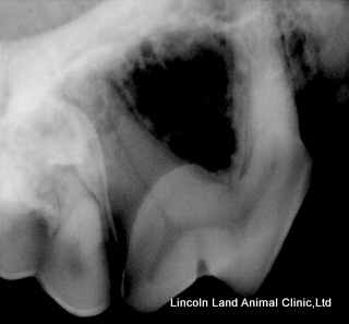 Bad tooth. Lincoln Land Animal Clinic, Ltd. Jacksonville, IL. 62650. 217-245-9508