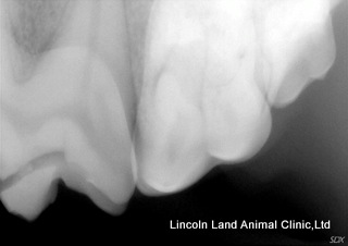 Cracked tooth.  Lincoln Land Animal Clinic, Ltd.  Jacksonville, IL. 217-245-9508 