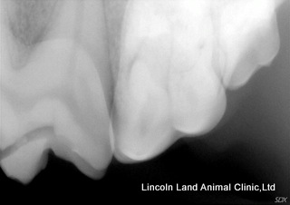 Cracked tooth. Lincoln Land Animal Clinic, Ltd. Jacksonville, IL. 217-245-9508 Cracked tooth. Lincoln Land Animal Clinic, Ltd. Jacksonville, IL. 217-245-9508