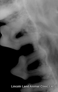 Bad teeth. Lincoln Land Animal Clinic, ltd. Jacksonville, IL. 62650.217-245-9508 Bad teeth. Lincoln Land Animal Clinic, ltd. Jacksonville, IL. 62650.217-245-9508