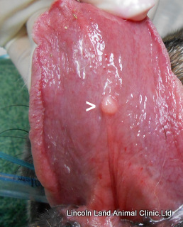 																					The arrow points to a place that was not easily visible during a routine exam.  A tumor was growing there and removed by a 