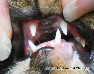 Abnormal bite.  Lincoln Land Animal Clinic, Ltd, Jacksonville, ll 62650. 217-245-9508