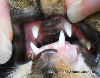 Abnormal bite. Lincoln Land Animal Clinic, Ltd, Jacksonville, ll 62650. 217-245-9508 Abnormal bite. Lincoln Land Animal Clinic, Ltd, Jacksonville, ll 62650. 217-245-9508