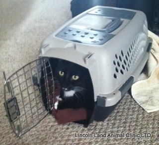 Teaching your cat to love their carrier.  Lincoln land Animal Clinic, Ltd. Jacksonville, IL 626250 217-245-9508