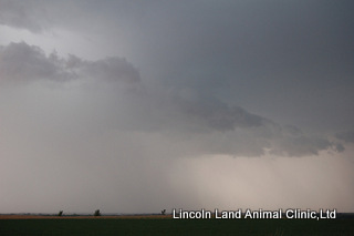 Storm moving in quickly can cause some pets to panic.  At Lincoln Land Animal Clinic we can help your fearful pet be more ocmfortable during storms.  217-245-9508