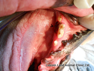 Tumor removal in the mouth of a dog.  Lincoln Land Animal Clinic, Ltd, 217-245-9508.  Jacksonville, IL 62650