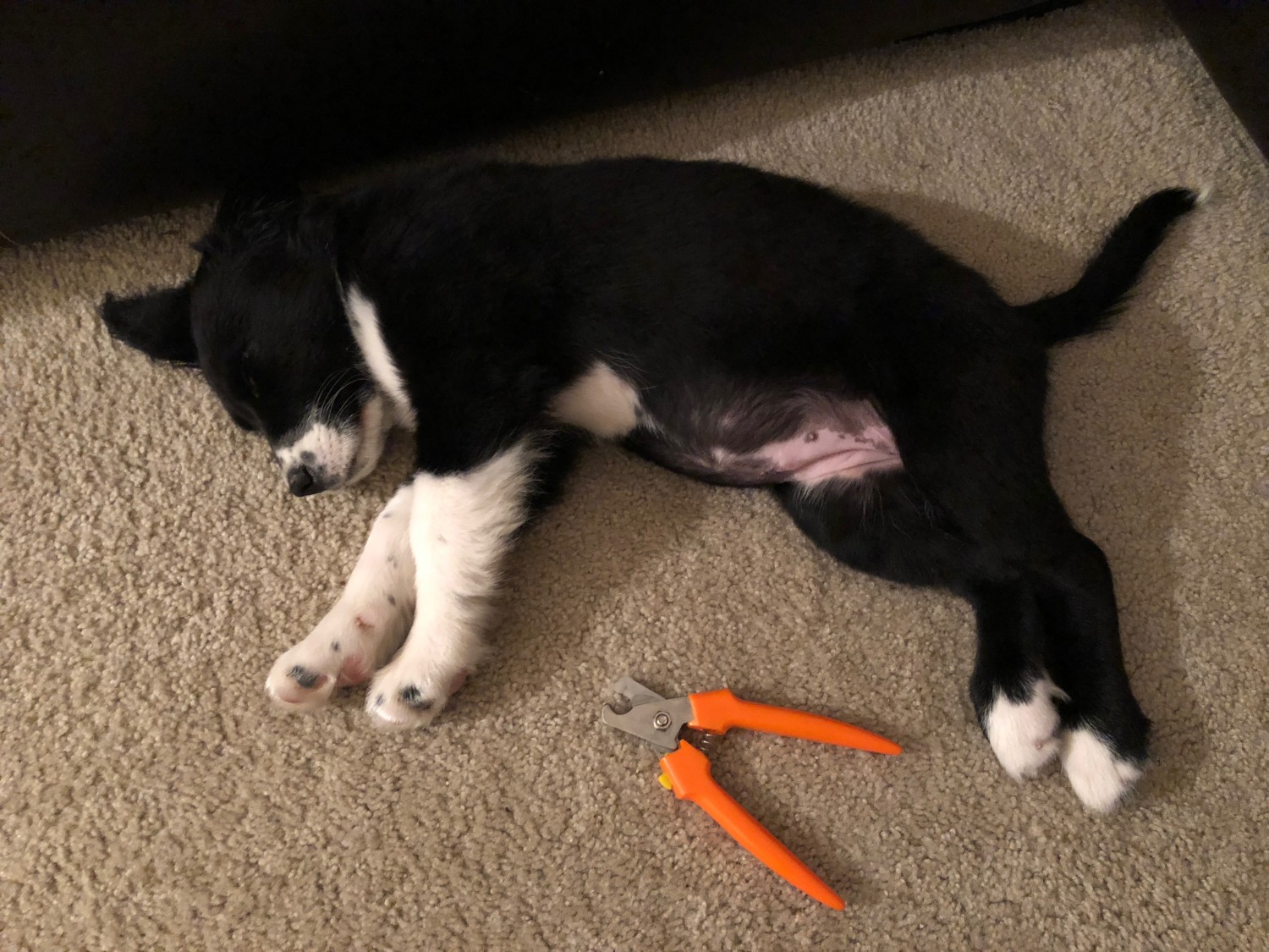 Puppy with Nail Clippers