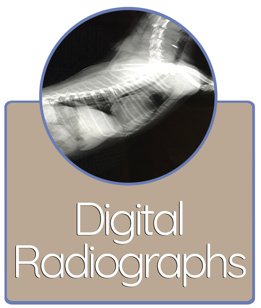 Digital Radiographs