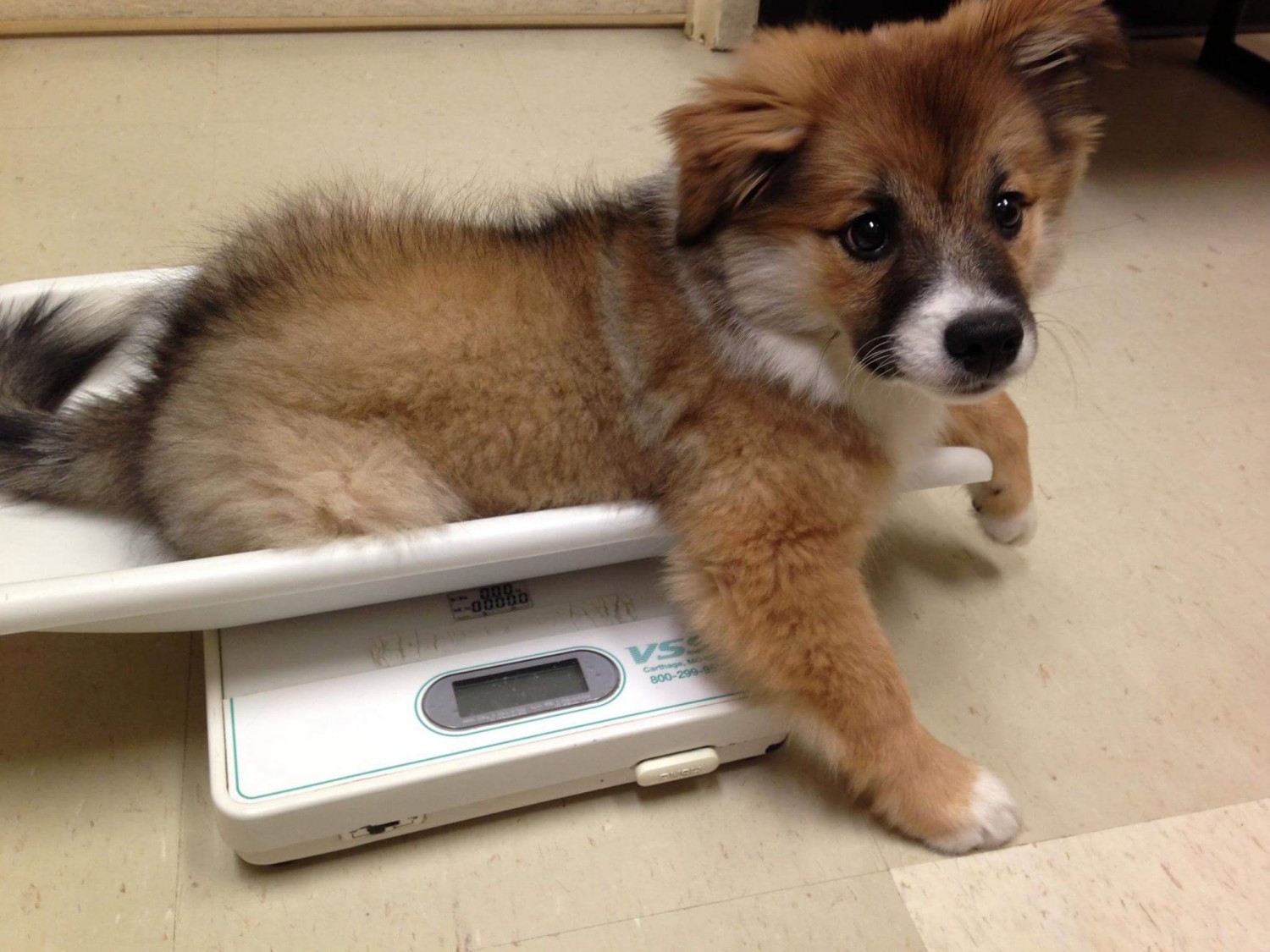 puppy on scale