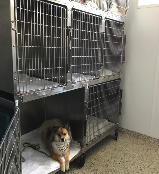 Small Dog Ward