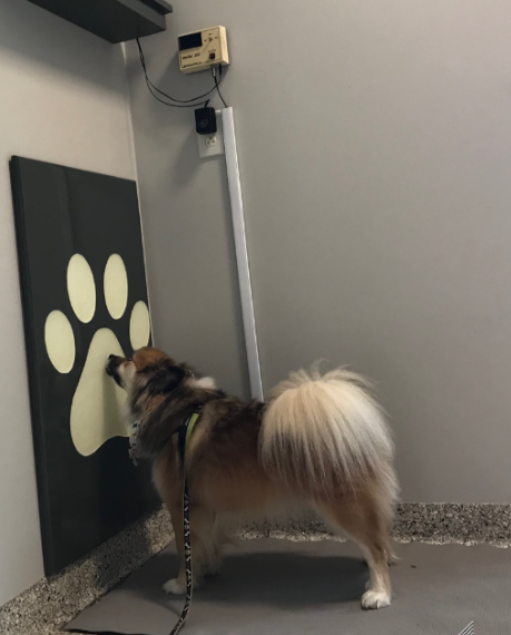 Dog on Scale