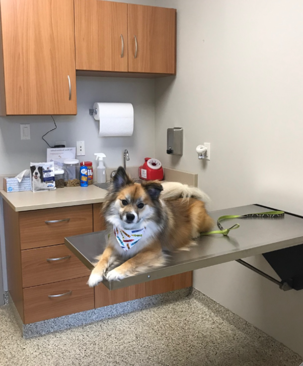 Dog sitting in exam room